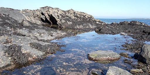 ShoreNI Marine Bioblitz - Carlingford Lough