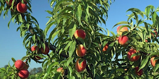 Growing Fruit Trees in the Home Landscape