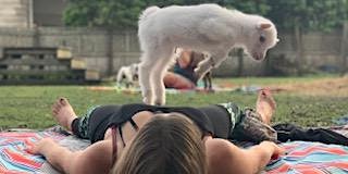Goat Yoga Gift Certificate primary image