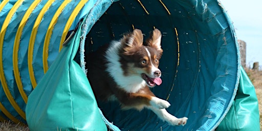 Primaire afbeelding van Training Class - Puppy Einstein