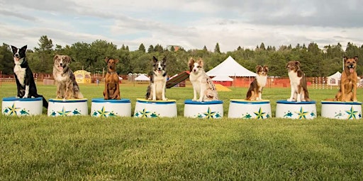 Hauptbild für Training Class - Hollywoof!