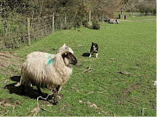 Irish Working Sheepdog Demonstration tickets