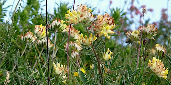 CodeMyPlant: promenade botanique