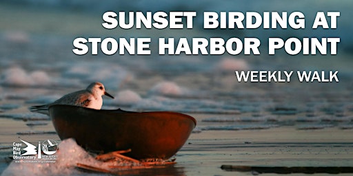 Sunset Birding at Stone Harbor Point