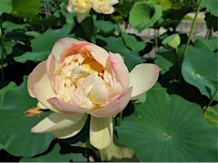 Lotus Flowers in Shiga, Japan (2 Dates ONLY)  tickets