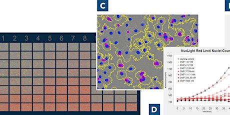 Lunch & Learn:  Applications in Real-time Live Cell Analysis primary image
