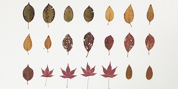 Making as Meditation: Patterns from plants with Sally Blake - Saturday 17 J...