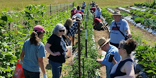 Tomato Pruning Workshop - In-person/Hands-on
