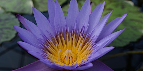 The Magical Power of Blue Lotus