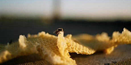 Beekeeping Series: The Wonders of Beeswax!