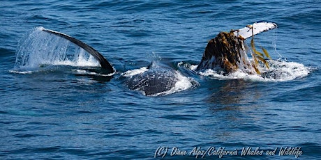 2017 ACS/LA Summertime Blues (and Humpbacks) Whale Watching Adventure primary image