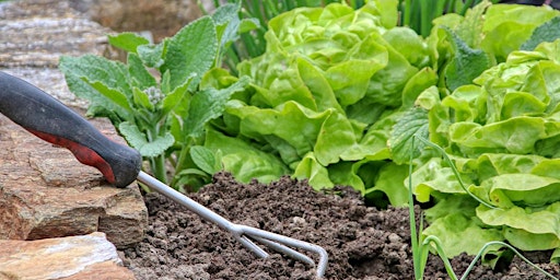 Intro to Gardening Series. How to plan & create your own veggie garden