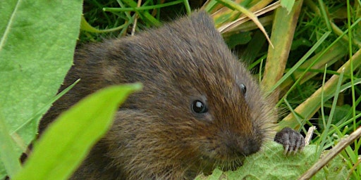 Water Vole and Otter Survey Training
