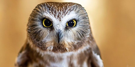 Owl Banding (2022) at the Beaverhill Bird Observatory