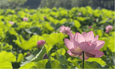 Lotus Flower Viewing in a Japanese Garden tickets