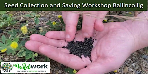 Wildflower Seed Collection and Saving Workshop Ballincollig