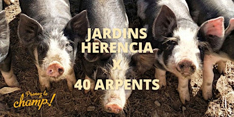 Prenez le champ à la découverte du tomatillo Jardins Herencia x 40 Arpents