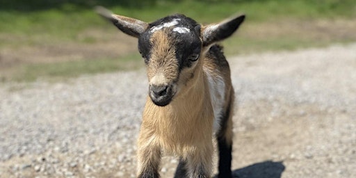 Goat Yoga Nashville- Sensational September