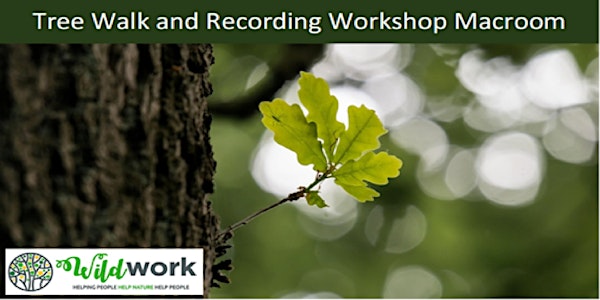 Tree Walk and Significant Tree Recording Workshop Macroom