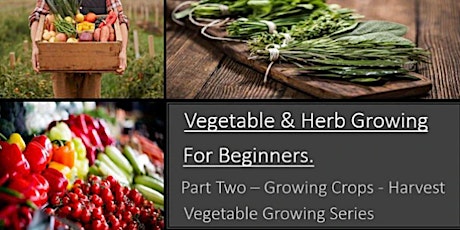 Vegetable & Herb Growing for Beginners -  Part Two Re- run