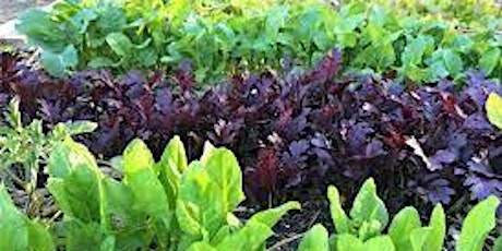 Growing Salad Greens