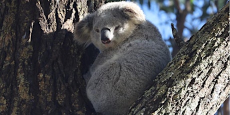 Koalas of Campbelltown