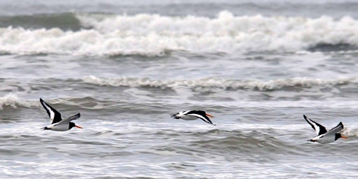 SeaScapes: Bird migration on the Durham coast