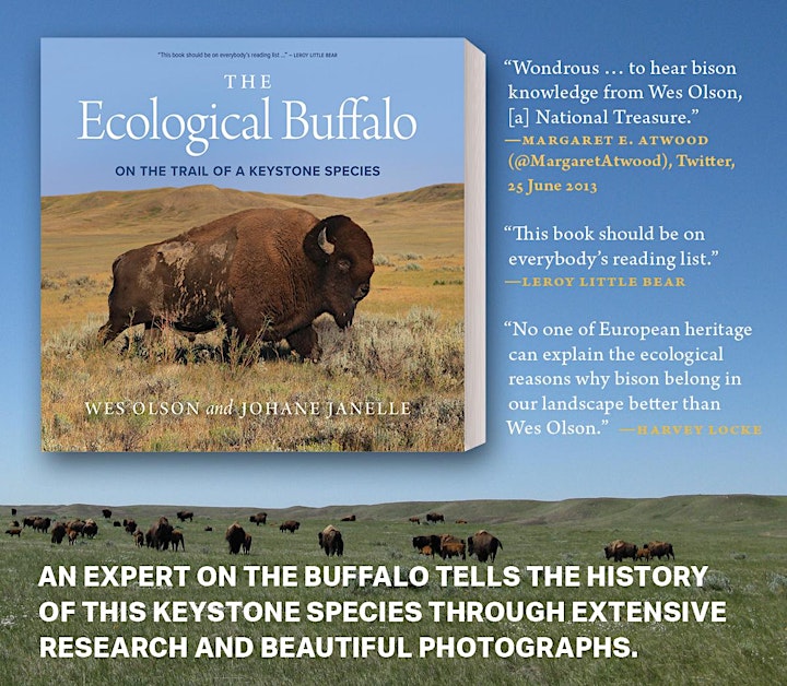 On the Trail of a Keystone Species - The Ecological Buffalo by Wes Olson image