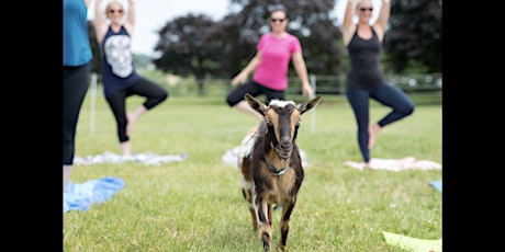 Goat Yoga at Springfield Manor