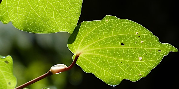 Rongoā Māori - Māori medicinal plants