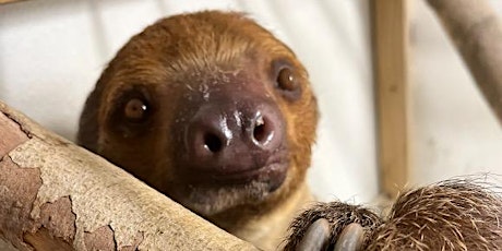 Yeti the Sloth Exclusive Birthday Bash