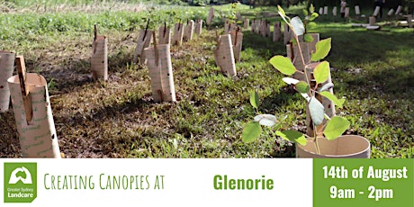 Creating Canopies in Glenorie