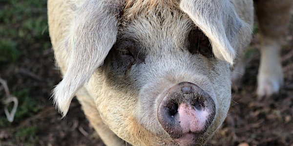 Antibiotic Reduction In Pigs