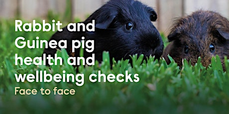 Rabbit and Guinea Pig Health & Wellbeing Check - Godmanchester Centre