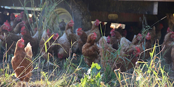 Unleashing the Power in Your Numbers: Tools for a Profitable Livestock Busi...