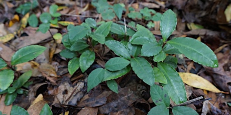 EDRR Field Workshop: Scleria microcarpa & Ardisia crenata  primärbild