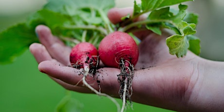 GROWING VEG - Get your Hands Dirty in Dublin with Sara Venn  primary image