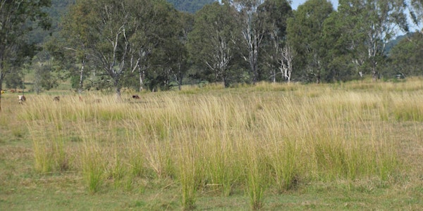 20170621 Managing Gaint Rat's Tail Grass Tamrookum