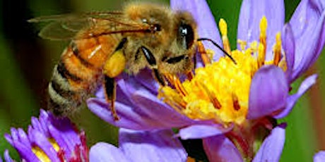 Gardening for Native Pollinators and Honey Bee Nutrition