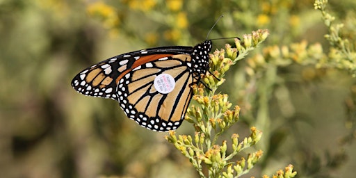 Monarch Tagging Program with Indiana Wildlife Federation