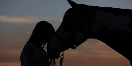 Mindfulness With Horses  primary image
