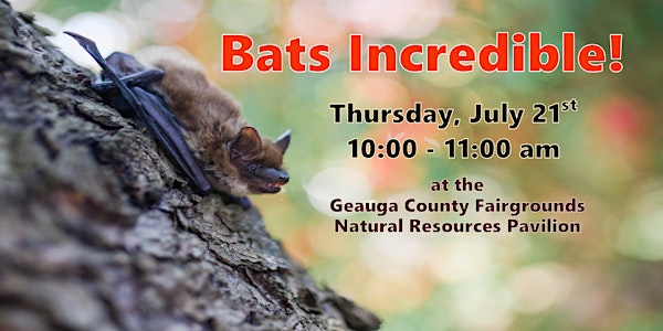 Conservation Crusaders: Bats Incredible!