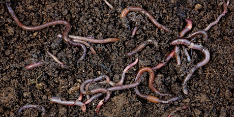 Wonderful Worms: An Exploration Into Farm-Scale Worm Farming