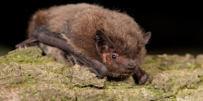 The bats of the Ponds of Little Stanmore Common