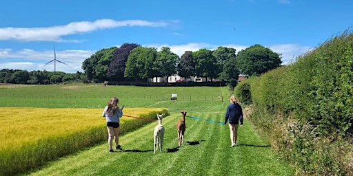 Farm Walks with Goats & Alpacas