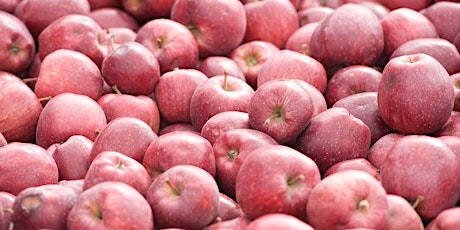 Harvest & Postharvest Practices for Improving Apple Fruit Marketability