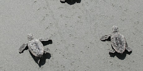 Ossabaw Loggerhead Turtles day trip: Sat. Aug 27 or Sun. Aug 28, 2022
