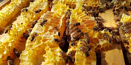 Introduction to Beekeeping - August