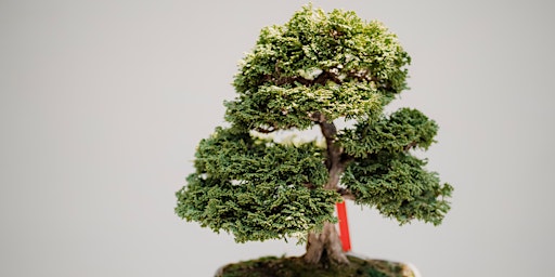 Beginner Bonsai Class primary image