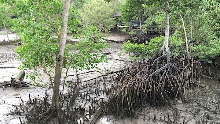 Wetlands, mangroves and global warming! image